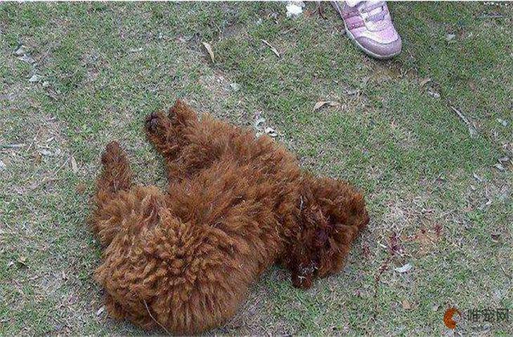 狗生七个是什么征兆(思考狗生是什么意思) - 警犬训练器材厂家 _警犬训练用品_工作犬训练用品-南京开久警犬装备-警犬训练器材厂家 _警犬训练用品_工作犬训练用品-南京开久警犬装备