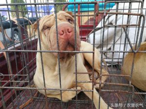 沙皮狗的饲养如何饲养沙皮狗你都清楚吗?-警犬训练器材厂家 _警犬训练用品_工作犬训练用品-南京开久警犬装备