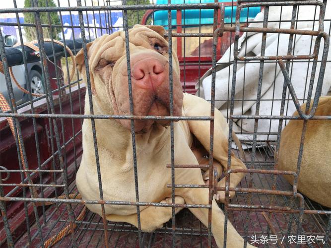 沙皮狗的饲养如何饲养沙皮狗你都清楚吗? - 警犬训练器材厂家 _警犬训练用品_工作犬训练用品-南京开久警犬装备-警犬训练器材厂家 _警犬训练用品_工作犬训练用品-南京开久警犬装备