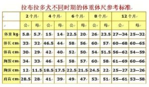拉布拉多是什么犬(拉布拉多犬属于什么型犬)-警犬训练器材厂家 _警犬训练用品_工作犬训练用品-南京开久警犬装备