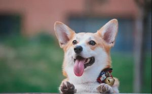 1994年属狗五行缺什么(2022年属虎五行缺什么取名字)-警犬训练器材厂家 _警犬训练用品_工作犬训练用品-南京开久警犬装备