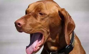 狗狗生病的常见情况你知道多少-警犬训练器材厂家 _警犬训练用品_工作犬训练用品-南京开久警犬装备