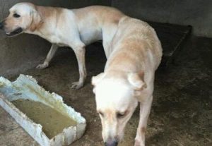 狗狗是怎样交匹配的-警犬训练器材厂家 _警犬训练用品_工作犬训练用品-南京开久警犬装备