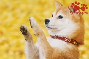 小狗冠状有什么症状？小狗冠状什么反应-警犬训练器材厂家 _警犬训练用品_工作犬训练用品-南京开久警犬装备