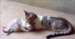 大狗老是咬新来的小狗(大狗老是咬新来的小狗不会咬死吧)-警犬训练器材厂家 _警犬训练用品_工作犬训练用品-南京开久警犬装备