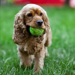 纯黑可卡犬多少钱一只(纯黑色可卡犬多少钱)-警犬训练器材厂家 _警犬训练用品_工作犬训练用品-南京开久警犬装备