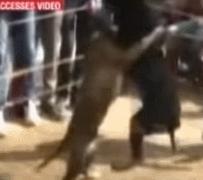 狗狗公主(狗狗公主头发型)-警犬训练器材厂家 _警犬训练用品_工作犬训练用品-南京开久警犬装备