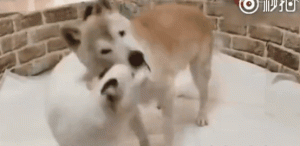 狗狗岁数大了后腿无力(狗狗突然后腿无力走路不稳)-警犬训练器材厂家 _警犬训练用品_工作犬训练用品-南京开久警犬装备