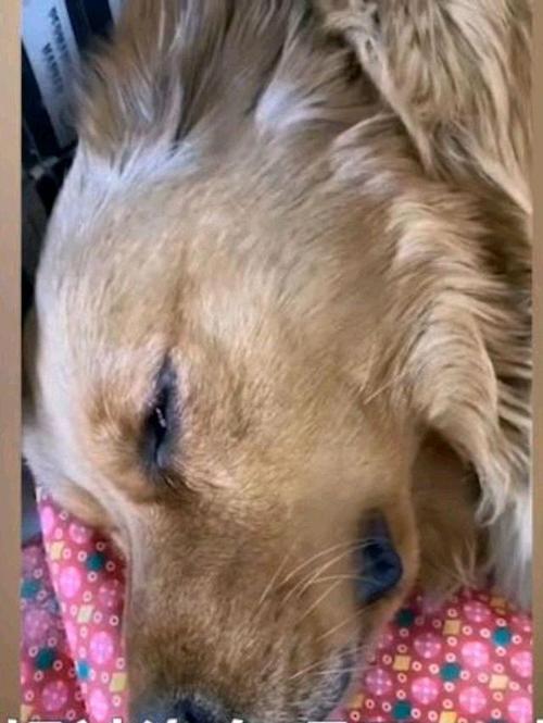 狗为什么会吐白沫(狗为什么会吐白沫死了) - 警犬训练器材厂家 _警犬训练用品_工作犬训练用品-南京开久警犬装备-警犬训练器材厂家 _警犬训练用品_工作犬训练用品-南京开久警犬装备