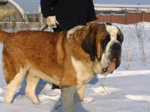 圣伯纳犬介绍(圣伯纳犬好养吗)-警犬训练器材厂家 _警犬训练用品_工作犬训练用品-南京开久警犬装备