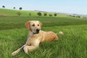 狗子被蜱虫咬了怎么处理?狗狗被蜱虫咬了怎么治疗-警犬训练器材厂家 _警犬训练用品_工作犬训练用品-南京开久警犬装备