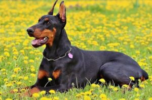 杜宾犬可以打猎吗(杜宾犬打猎怎么样?)-警犬训练器材厂家 _警犬训练用品_工作犬训练用品-南京开久警犬装备