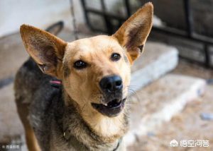 狗老叫唤什么原因？母猫老叫唤什么原因-警犬训练器材厂家 _警犬训练用品_工作犬训练用品-南京开久警犬装备
