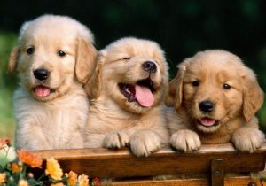 金毛犬价格大概多少，一年金毛犬价格多少钱一只-警犬训练器材厂家 _警犬训练用品_工作犬训练用品-南京开久警犬装备