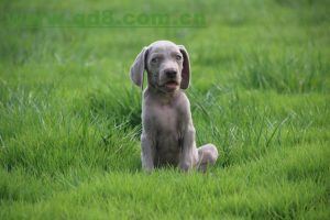 威玛猎犬(威玛猎犬禁养吗)-警犬训练器材厂家 _警犬训练用品_工作犬训练用品-南京开久警犬装备