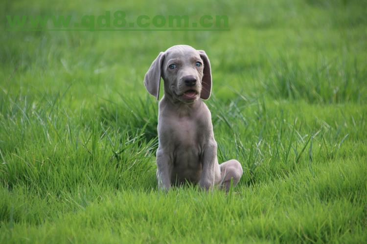 威玛猎犬(威玛猎犬禁养吗) - 警犬训练器材厂家 _警犬训练用品_工作犬训练用品-南京开久警犬装备-警犬训练器材厂家 _警犬训练用品_工作犬训练用品-南京开久警犬装备