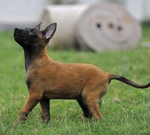 比利时马犬百科(比利时马犬破军)-警犬训练器材厂家 _警犬训练用品_工作犬训练用品-南京开久警犬装备