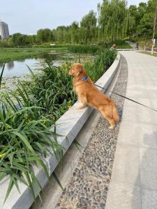 郑州森林公园带狗吗(郑州森林公园可以带狗吗)-警犬训练器材厂家 _警犬训练用品_工作犬训练用品-南京开久警犬装备