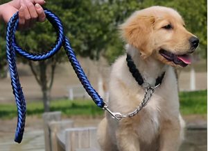 狗狗项圈可以长期戴吗(狗狗长期戴项圈好吗)-警犬训练器材厂家 _警犬训练用品_工作犬训练用品-南京开久警犬装备