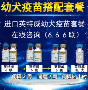 永康狗狗疫苗多少一只(农村狗狗打疫苗多少钱一只)-警犬训练器材厂家 _警犬训练用品_工作犬训练用品-南京开久警犬装备
