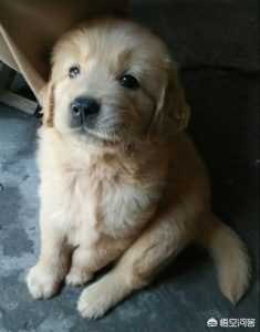 狗狗误食硬物大便带血(狗狗误食大大泡泡糖一天没大便)-警犬训练器材厂家 _警犬训练用品_工作犬训练用品-南京开久警犬装备