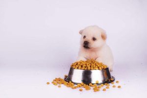 狗狗很能吃但是拉稀怎么回事-警犬训练器材厂家 _警犬训练用品_工作犬训练用品-南京开久警犬装备