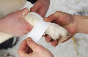 狗狗挫伤怎么治疗 *** (尾骨挫伤最好治疗 *** )-警犬训练器材厂家 _警犬训练用品_工作犬训练用品-南京开久警犬装备