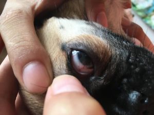 狗狗眼睛带血丝是怎么回事-警犬训练器材厂家 _警犬训练用品_工作犬训练用品-南京开久警犬装备