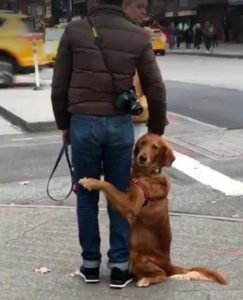 狗狗腿抖着不停-警犬训练器材厂家 _警犬训练用品_工作犬训练用品-南京开久警犬装备