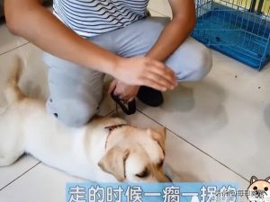 狗狗脚掌有裂纹_狗狗脚掌裂纹是怎么回事-警犬训练器材厂家 _警犬训练用品_工作犬训练用品-南京开久警犬装备