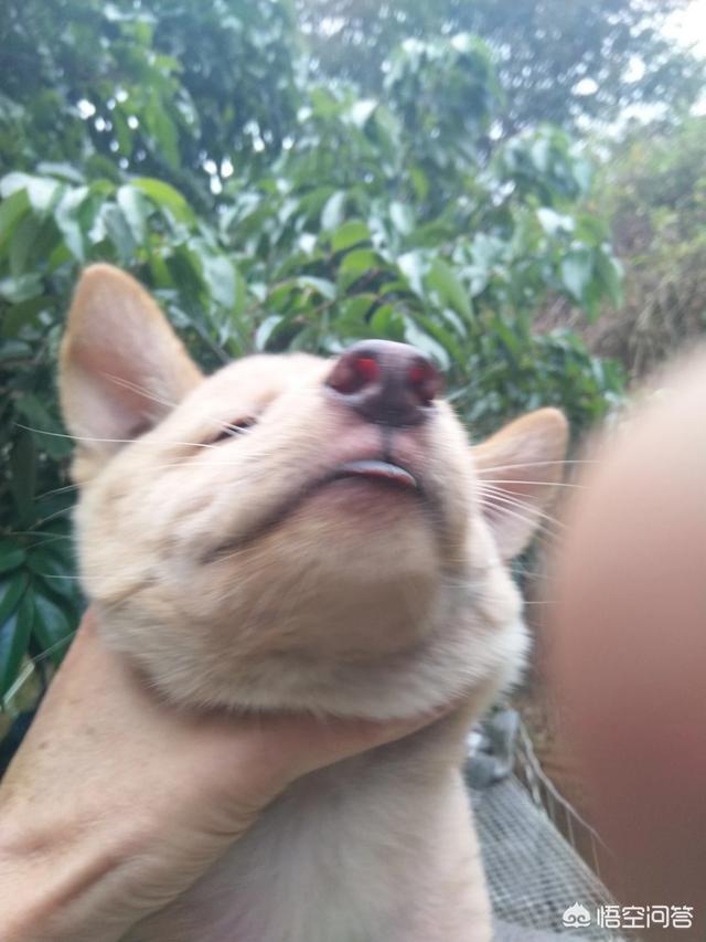 爱狗人士救狗也需理智成犬饲养 - 警犬训练器材厂家 _警犬训练用品_工作犬训练用品-南京开久警犬装备-警犬训练器材厂家 _警犬训练用品_工作犬训练用品-南京开久警犬装备