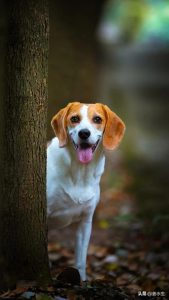十大名犬排行，狗狗排名前十的有哪些-警犬训练器材厂家 _警犬训练用品_工作犬训练用品-南京开久警犬装备