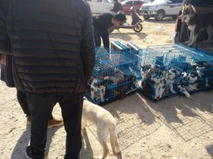 哪里批发狗狗(狗狗疫苗批发)-警犬训练器材厂家 _警犬训练用品_工作犬训练用品-南京开久警犬装备