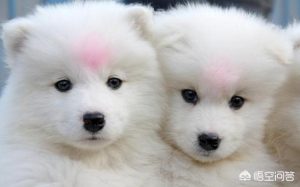 萨摩耶狗粮可以加什么区别？萨摩耶没有狗粮可以喂什么-警犬训练器材厂家 _警犬训练用品_工作犬训练用品-南京开久警犬装备