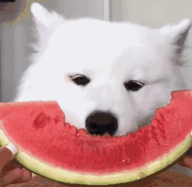 狗狗西瓜吃多了(狗狗西瓜吃多了拉稀怎么办)-警犬训练器材厂家 _警犬训练用品_工作犬训练用品-南京开久警犬装备