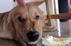 上班 狗狗吃饭怎么办(狗狗生病不吃饭怎么办)-警犬训练器材厂家 _警犬训练用品_工作犬训练用品-南京开久警犬装备