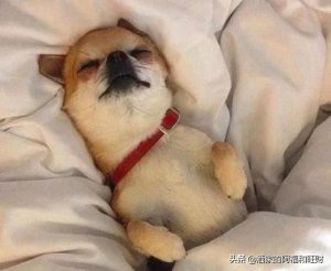 狗狗枕我头上睡，狗狗枕头上睡觉 ***-警犬训练器材厂家 _警犬训练用品_工作犬训练用品-南京开久警犬装备