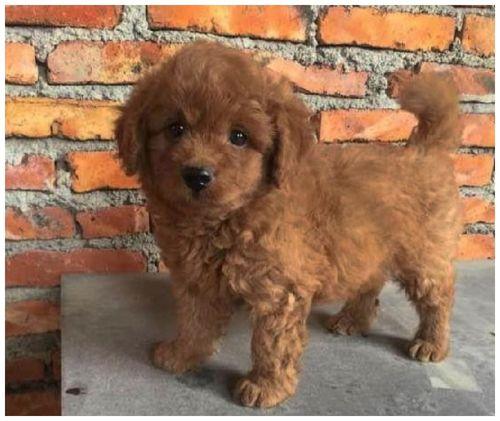 泰迪快生小狗注意什么东西(泰迪生小狗以后该注意什么) - 警犬训练器材厂家 _警犬训练用品_工作犬训练用品-南京开久警犬装备-警犬训练器材厂家 _警犬训练用品_工作犬训练用品-南京开久警犬装备