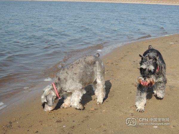 库欣氏症候群狗狗(狗狗库欣氏综合症) - 警犬训练器材厂家 _警犬训练用品_工作犬训练用品-南京开久警犬装备-警犬训练器材厂家 _警犬训练用品_工作犬训练用品-南京开久警犬装备