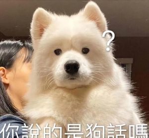 狗狗害怕响声(狗狗害怕响声是什么原因)-警犬训练器材厂家 _警犬训练用品_工作犬训练用品-南京开久警犬装备