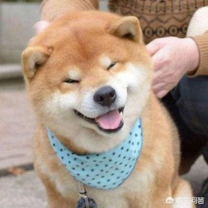 秋田犬如何选狗粮(秋田犬自制狗粮配方)-警犬训练器材厂家 _警犬训练用品_工作犬训练用品-南京开久警犬装备