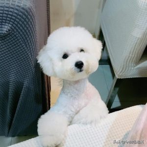 比熊小狗几个月开始训练动作？比熊小狗长到几个月就不会再长了-警犬训练器材厂家 _警犬训练用品_工作犬训练用品-南京开久警犬装备