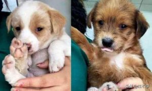 狗狗产后葡萄糖_狗狗只喝葡萄糖可以坚持几天-警犬训练器材厂家 _警犬训练用品_工作犬训练用品-南京开久警犬装备