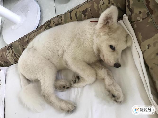 狗狗细小输什么液(给狗狗得细小输氯化钠) - 警犬训练器材厂家 _警犬训练用品_工作犬训练用品-南京开久警犬装备-警犬训练器材厂家 _警犬训练用品_工作犬训练用品-南京开久警犬装备