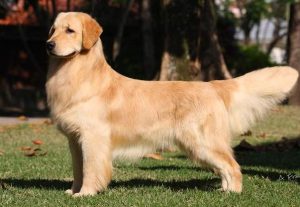 一个月金毛喂狗粮吗(一只 *** 金毛一个月吃多少狗粮)-警犬训练器材厂家 _警犬训练用品_工作犬训练用品-南京开久警犬装备