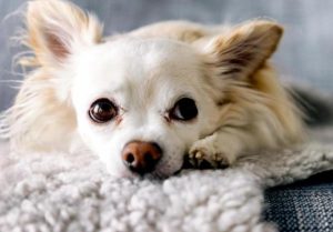 3个月小狗腿抽筋还叫(小狗会腿抽筋吗)-警犬训练器材厂家 _警犬训练用品_工作犬训练用品-南京开久警犬装备