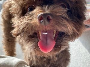 昆明狗狗修耳手术价格-警犬训练器材厂家 _警犬训练用品_工作犬训练用品-南京开久警犬装备