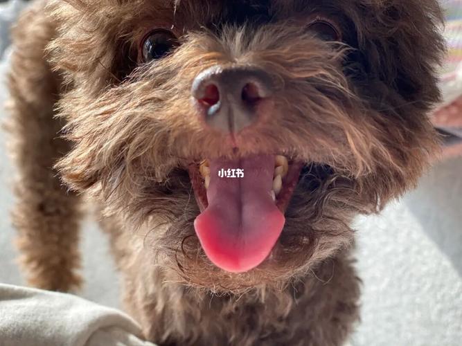 昆明狗狗修耳手术价格 - 警犬训练器材厂家 _警犬训练用品_工作犬训练用品-南京开久警犬装备-警犬训练器材厂家 _警犬训练用品_工作犬训练用品-南京开久警犬装备