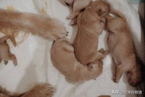 小狗吃什么刚出生的(刚出生的小狗吃什么比较好)-警犬训练器材厂家 _警犬训练用品_工作犬训练用品-南京开久警犬装备