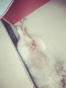 小狗总想小便 滴血-警犬训练器材厂家 _警犬训练用品_工作犬训练用品-南京开久警犬装备